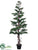 Pine Tree - Green - Pack of 2