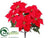 Poinsettia Bush - Red Red - Pack of 12