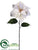 Poinsettia Spray - White - Pack of 12