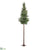 Cedar Tree - Green - Pack of 1