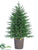 Pine Tree - Green - Pack of 1