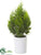 Cedar Tree - Green - Pack of 4