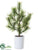 Pine Tree - Green - Pack of 4