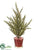 Pine Tree - Green Gold - Pack of 12