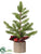 Pine Tree - Green - Pack of 6