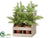 Pine Tree - Green - Pack of 2