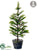 Pine Tree - Green - Pack of 2