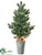 Pine Tree - Green Ice - Pack of 2