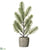 Pine Tree - Green Gray - Pack of 6