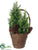 Pine Tree - Green - Pack of 6