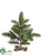 Pine Tree - Green - Pack of 12