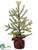 Pine Tree - Green - Pack of 4