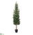 Cedar Tree - Green - Pack of 1