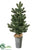 Pine Tree - Green - Pack of 2