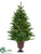 Pine Tree - Green - Pack of 1