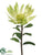 Waratah Spray - Cream Green - Pack of 4