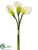 Calla Lily Bundle - White - Pack of 6