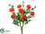 Ranunculus Bush - Flame - Pack of 6