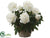 Peony - Cream - Pack of 2