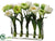 Tulip - White - Pack of 1