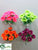 Ranunculus Bush - Assorted - Pack of 96