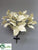 Magnolia Leaf Bush - Cream Gold - Pack of 6