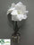 Amaryllis - White - Pack of 4