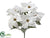 Poinsettia Bush - Cream Gold - Pack of 24