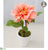 Dahlia - Sunset - Pack of 6