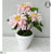 Dahlia - Pink Soft - Pack of 6