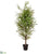 Cedar Tree - Green - Pack of 1