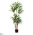 Draceana Tree - Green - Pack of 1