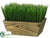 Grass - Green - Pack of 1