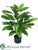 Peacock Plant - Green - Pack of 6