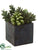 Succulent Garden - Green - Pack of 4