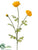 Ranunculus Spray - Yellow - Pack of 12