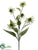 Coneflower Spray - Green - Pack of 6