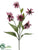 Coneflower Spray - Rubrum - Pack of 6