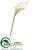 Jumbo Calla Lily - White - Pack of 12