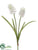 Grape Hyacinth Bundle - Cream - Pack of 6