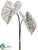 Caladium Leaf Spray - Cream Green - Pack of 4