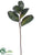 Magnolia Leaf Spray - Green - Pack of 6