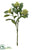 Skimmia Spray - Green Cream - Pack of 12