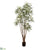 Aralia Tree - Green - Pack of 1