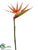 Bird of Paradise Spray - Orange - Pack of 24