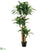 Tropical Dracaena Tree - Green Two Tone - Pack of 1