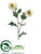 Zinnia Mum Spray - White - Pack of 12