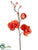 Phalaenopsis Orchid Spray - Orange Two Tone - Pack of 6