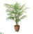 Areca Palm Tree - Green - Pack of 1