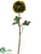 Ranunculus Spray - Green - Pack of 6